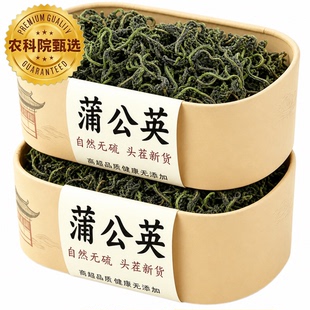 2026新货蒲公英正品特级野生中药材方旗舰店整根蒲公英茶官白梅花