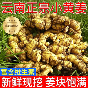 2025新云南小黄姜红河新鲜生姜老姜现挖高山沙姜土姜种子蔬菜9斤