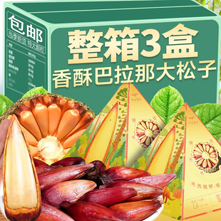 中云巴松云南特产野生巴拉那大松子拇指松子坚果零食孕妇儿童可食