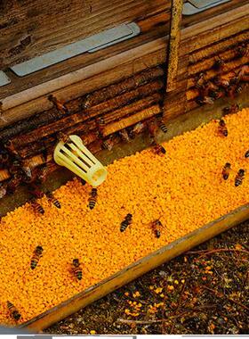 荷花粉 500壁g新鲜可用蜂花粉未破UXD食广昌白莲一花粉 件