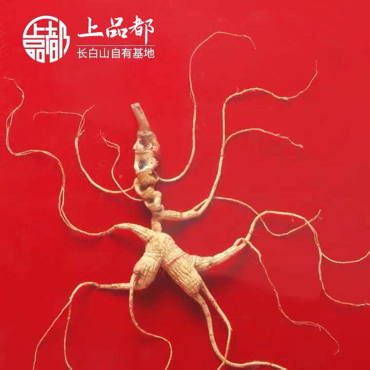 【野国检二等-10克长白JWX山人参山参鉴定证书延吉】礼盒野生老6