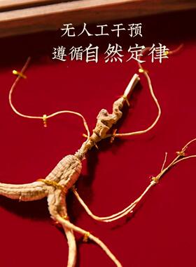 DBD长白山人参野日山等参林下参节礼盒带证书2礼0年一参送佳品