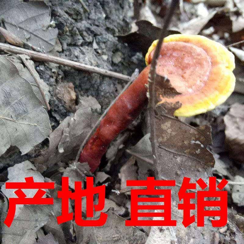 野生MJD林芝纯干野赤芝切生片灵整枝灵芝500g包邮货