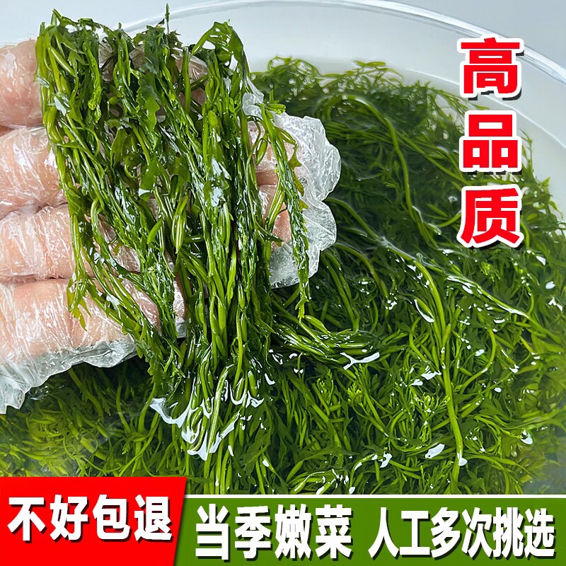 鞭炮笋海笋长寿菜凉拌菜海草藻菜火锅食材鞭泡笋盐渍马尾藻羊栖菜