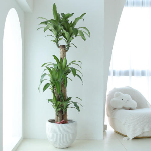 巴西木大盆栽幸运木客厅旺宅绿植大型室内阳台植物办公室大号长青