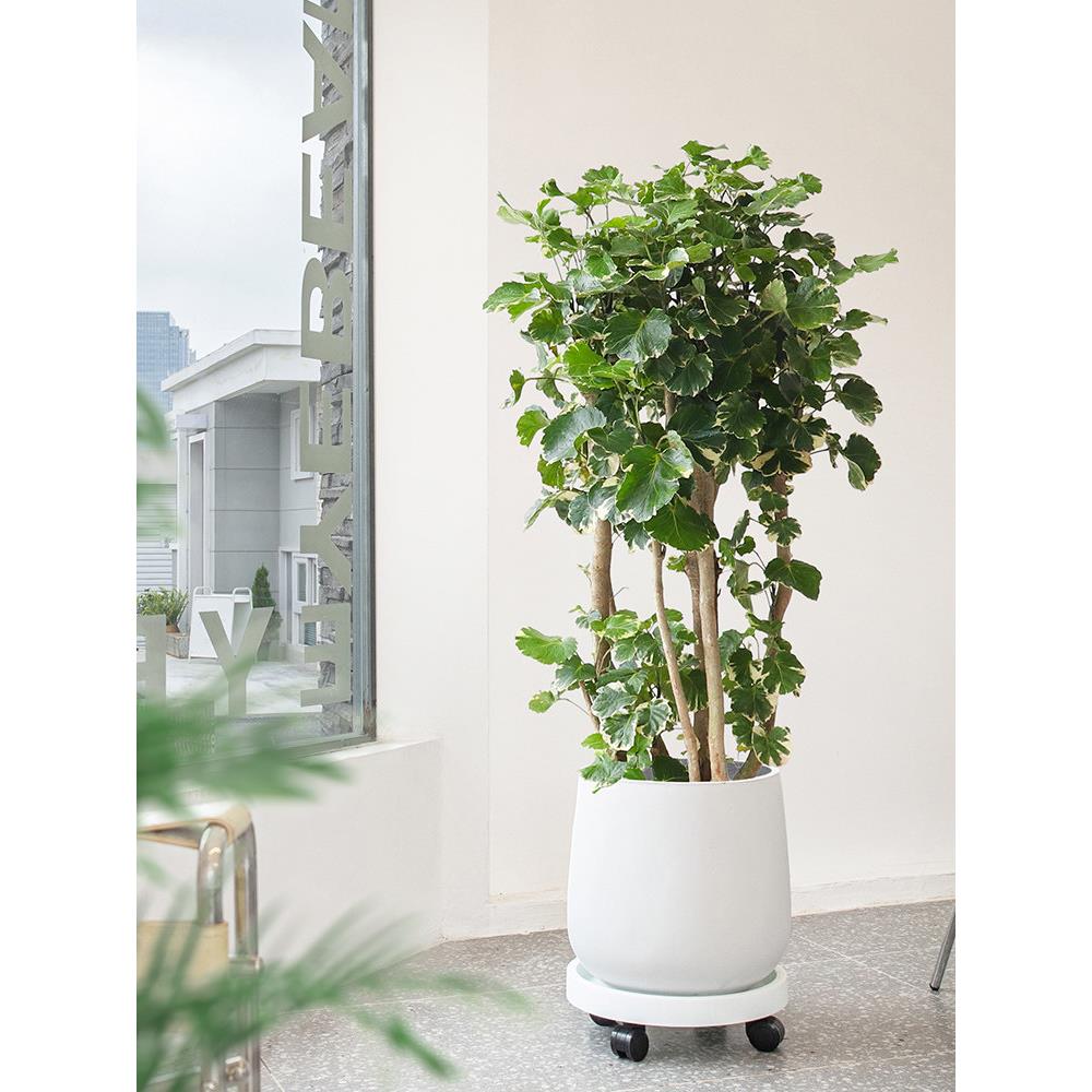 锦叶金钱兜盆栽室内大型植物落地观叶开业乔迁客厅绿植花叶福禄桐