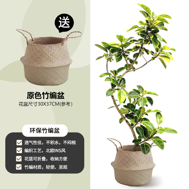 飘枝黄金榕大盆栽客厅绿植好养真花落地高级轻奢办公室内大型植物