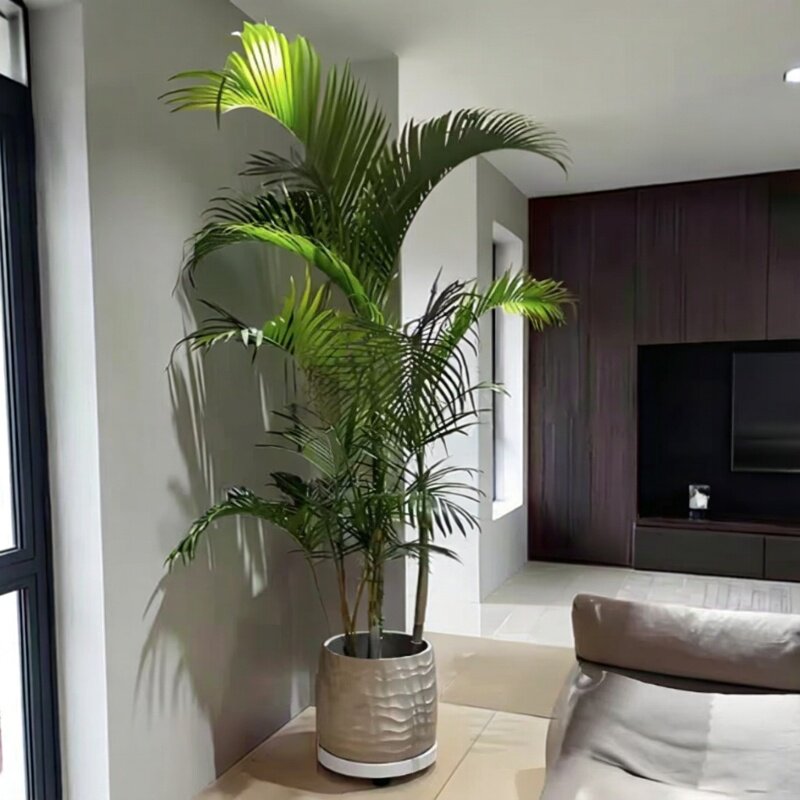 老桩散尾葵大盆栽室内植物庭院造景好养活热带绿植椰子树高凤尾竹