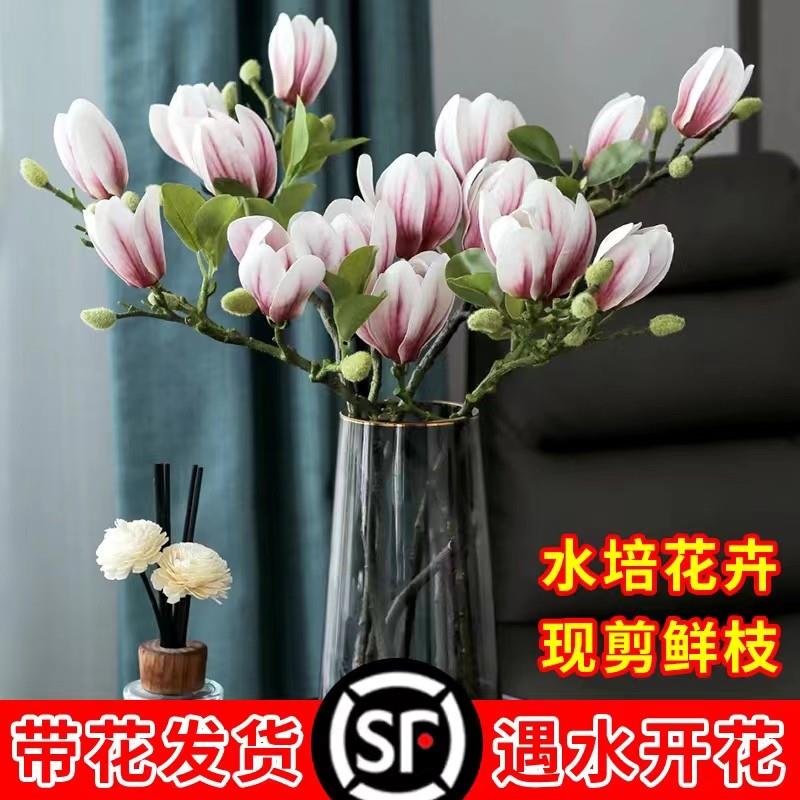 水培白玉兰花鲜切花卉绿植物室内水养年宵花干花束紫雪柳家用插花