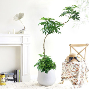 鸭脚木盆栽绿植客厅室内大型植物玄关摆件落地网红平安树叁木花舍