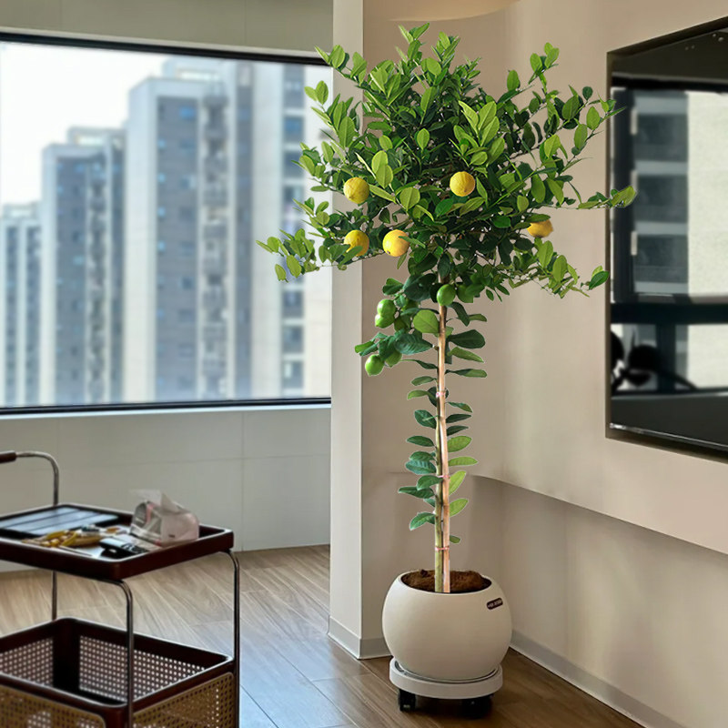 香水柠檬树盆栽大型绿植客厅室内办公室高杆大树植物盆景带果真树