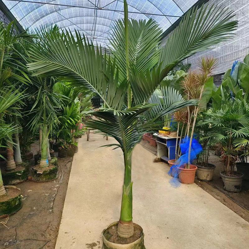假槟榔树苗椰子树热带植物棕榈庭院真绿植客厅大型盆栽室内外好养
