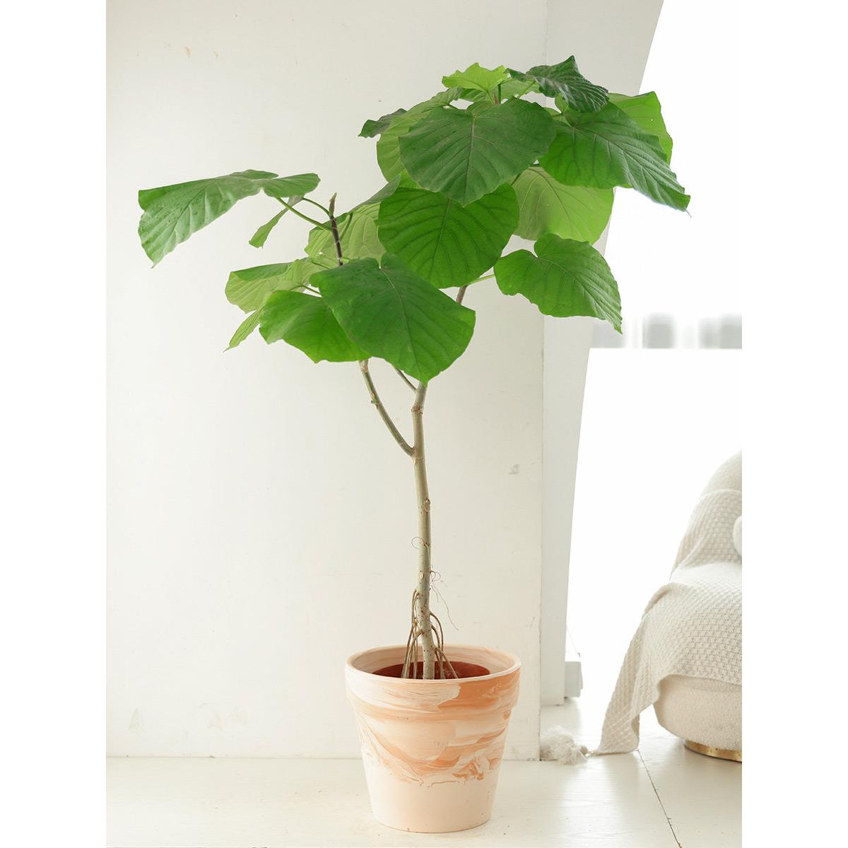 爱心榕盆栽日本心叶榕树观叶植物网红家庭绿植室内客厅落地耐阴