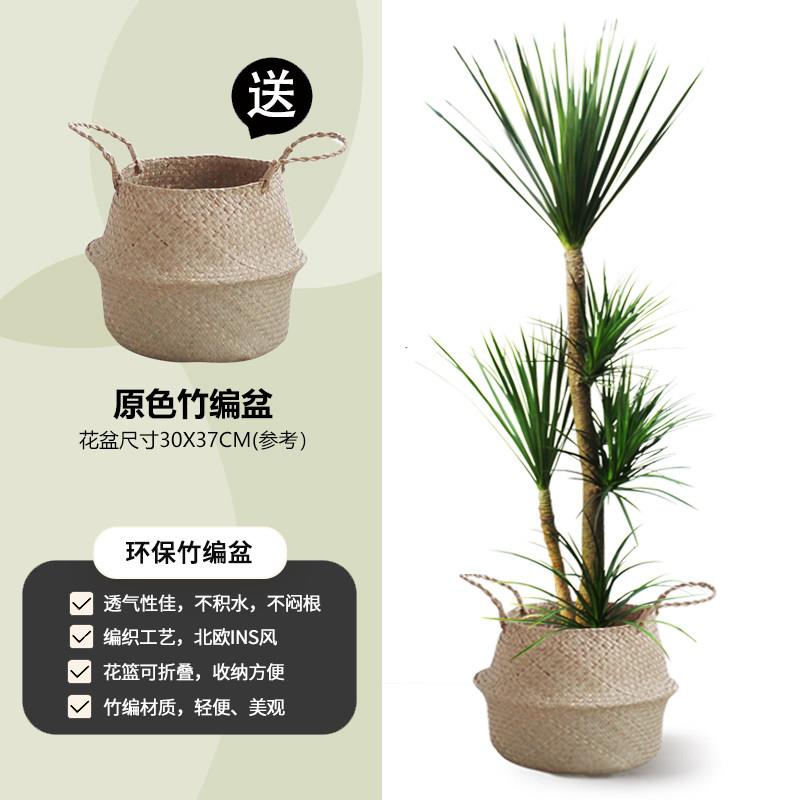 高杆龙血树大盆栽客厅书房绿植好养真花精品办公室内落地造型植物