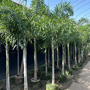 狐尾椰子树热带雨淋大型绿植庭院室外暴晒植物四季常青盆栽棕榈树