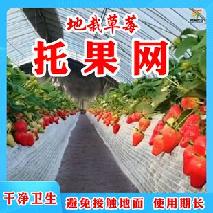 干净卫生无土栽培草莓基质托果网布 厂家供货地栽草莓种植托果网