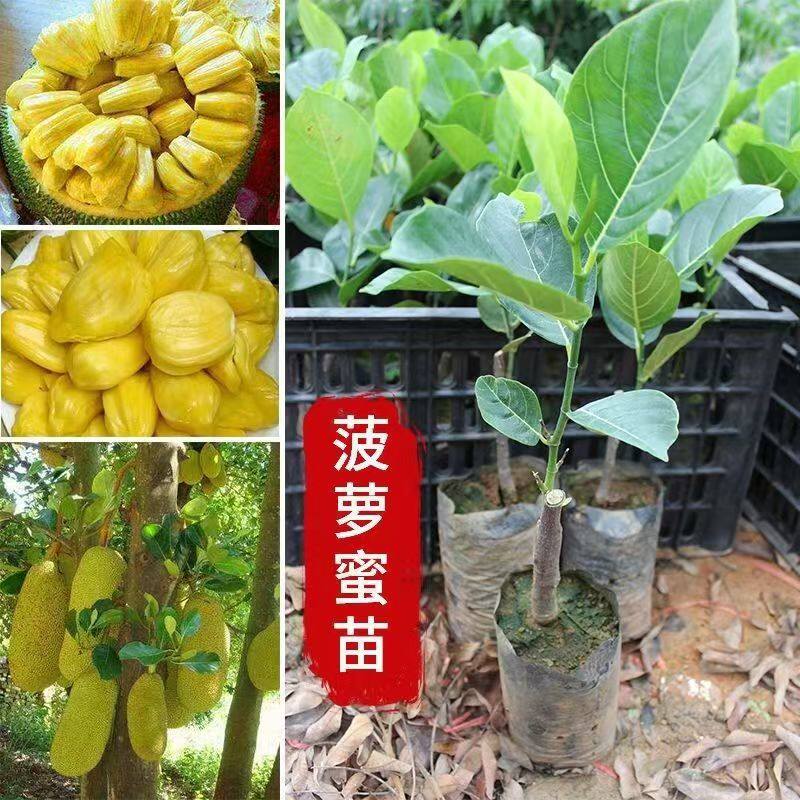 菠萝蜜树榴莲树苗嫁接红肉干苞海南四季榴莲蜜木菠萝蜜果树苗庭院