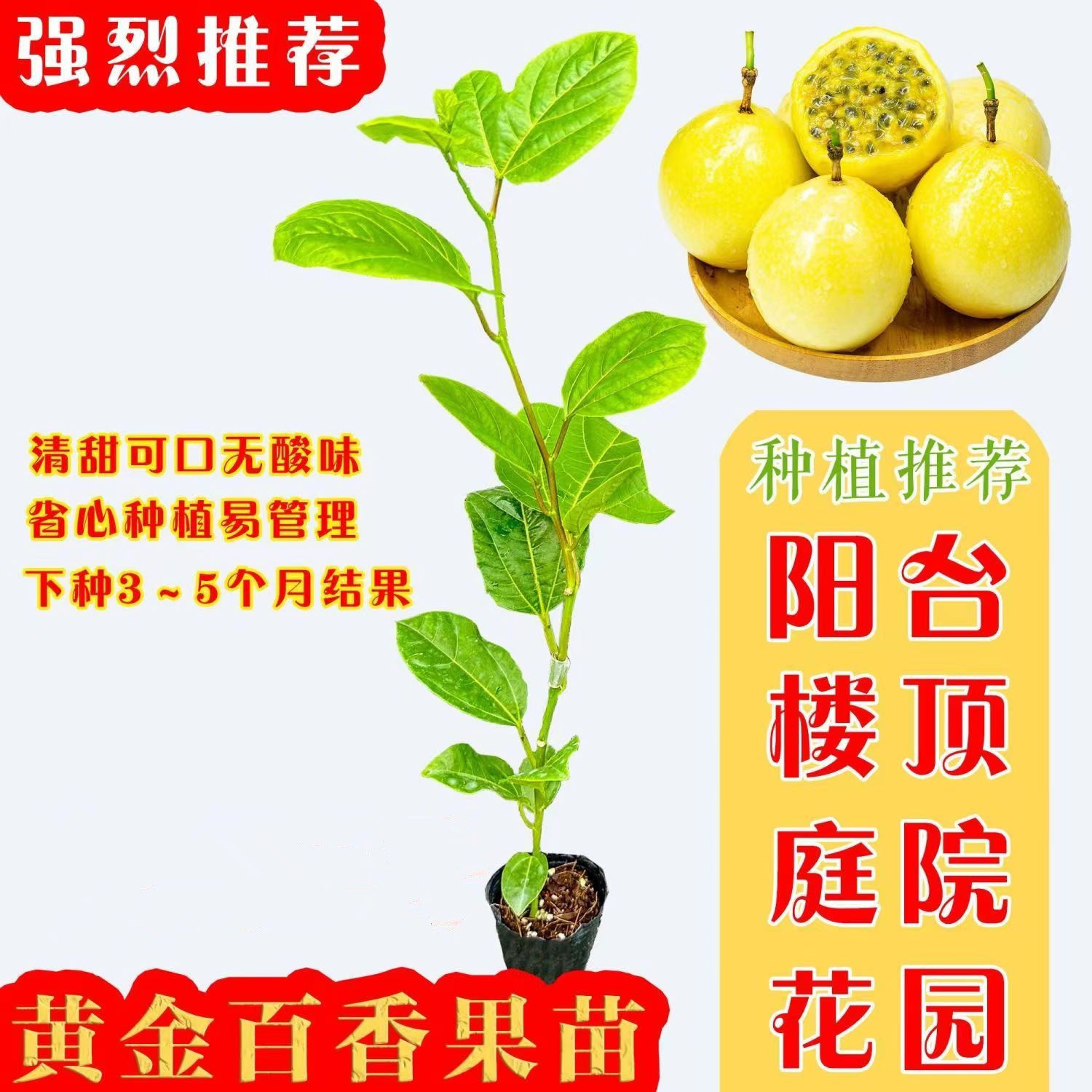 钦蜜9号百香果嫁接苗广西纯甜台农百香果树果苗四季不断结果盆栽图片