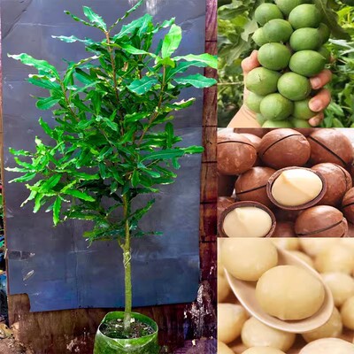 坚果树苗桂热一号夏威夷嫁接苗可地栽庭院种植营养杯发货包邮