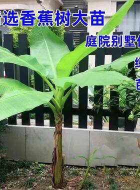 大芭蕉树耐寒绿植盆栽庭院香蕉树苗大叶片室内外观赏植物美观翠绿