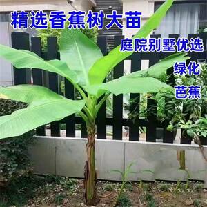 大芭蕉树耐寒绿植盆栽庭院香蕉树苗大叶片室内外观赏植物美观翠绿
