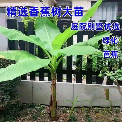 大芭蕉树耐寒绿植盆栽庭院香蕉树苗大叶片室内外观赏植物美观翠绿