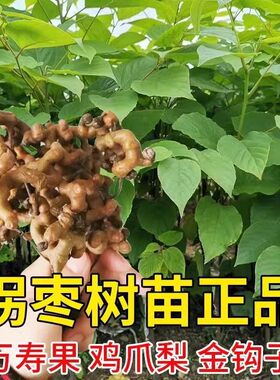 拐枣树苗万寿果苗鸡爪梨苗金钩子鸡爪子大甜品种嫁接果树苗