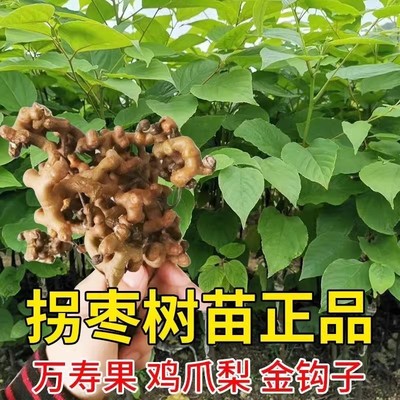 拐枣树苗万寿果苗鸡爪梨苗金钩子鸡爪子大甜品种嫁接果树苗