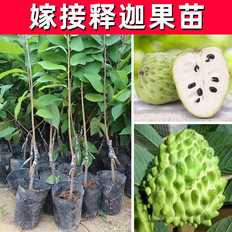 释迦果苗番荔枝苗凤梨释迦果树苗嫁接苗释迦苗大果实当年结果