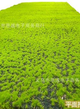 仿苔藓草坪青苔草皮植物背景面橱窗婚庆盆景盆栽墙园真林软LXN装