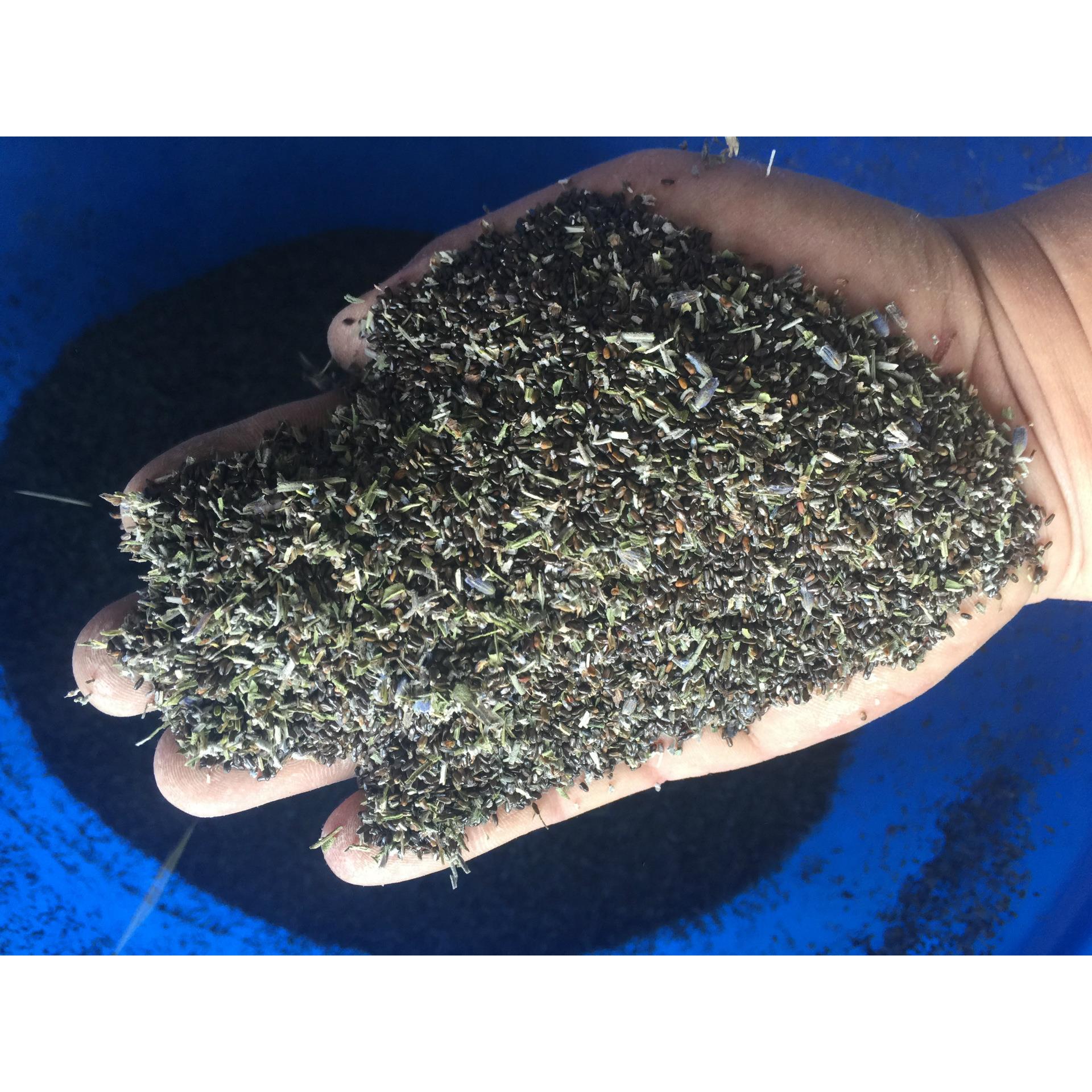 新疆苗伊犁法国蓝太衣空蓝国蓝薰咨询客服衣草种子苗子熏英草种子