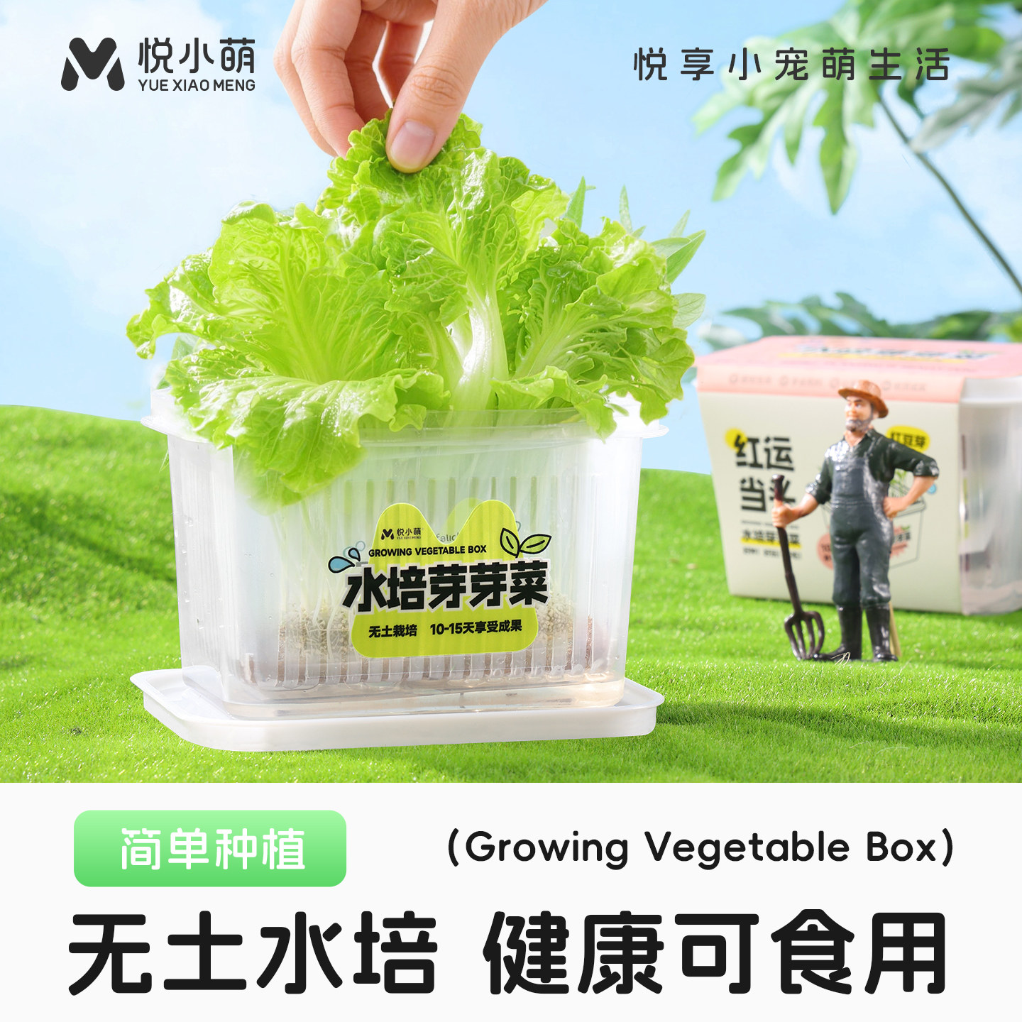悦小萌水培蔬菜生菜家庭无土栽培绿植物水养芽苗菜儿童种植小盆栽