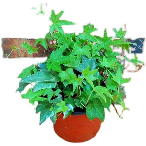 常春藤雪花金边枫叶常青藤室内垂吊兰四季常青净化空气吸收甲醛