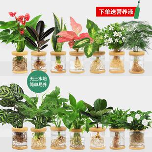 水培植物盆栽黄金葛栀子花室内办公花卉小绿植四季好养多肉水培盆