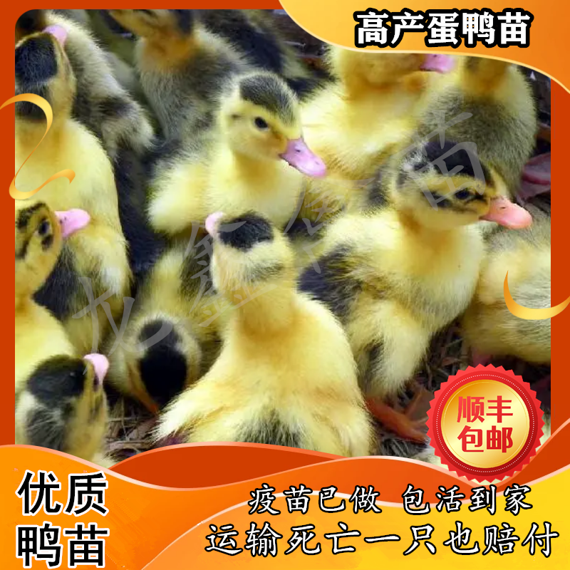 小鸭子活苗高产蛋鸭苗金锭鸭苗大种麻鸭番鸭绿头鸭红嘴鸭旱鸭麻鸭,农用物资,动物种苗,淘宝优惠券,粉丝福利购,淘宝优惠卷