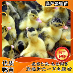 小鸭子活苗高产蛋鸭苗金锭鸭苗大种麻鸭番鸭绿头鸭宠物鸭旱鸭麻鸭