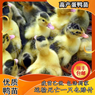 小鸭子活苗高产蛋鸭苗金锭鸭苗大种麻鸭番鸭绿头鸭红嘴鸭旱鸭麻鸭