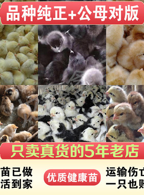 芦花鸡活苗鸡快大青脚麻鸡三黄鸡五黑九斤红麻羽母鸡小鸡活苗幼苗