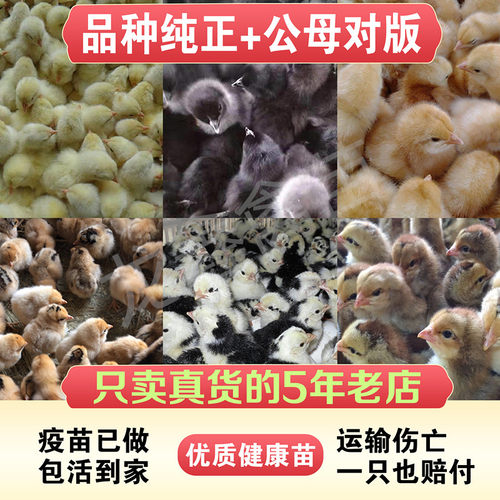 优质小鸡活苗鸡母产蛋鸡疫苗已做