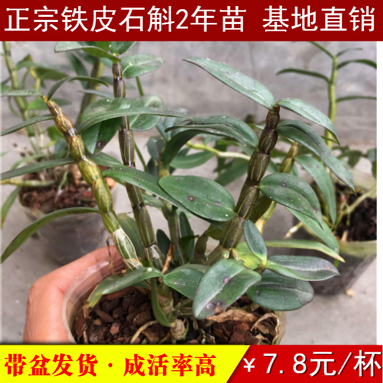 盆栽铁皮石斛苗带盆发货成活率高红杆软角种植苗 2年驯化苗