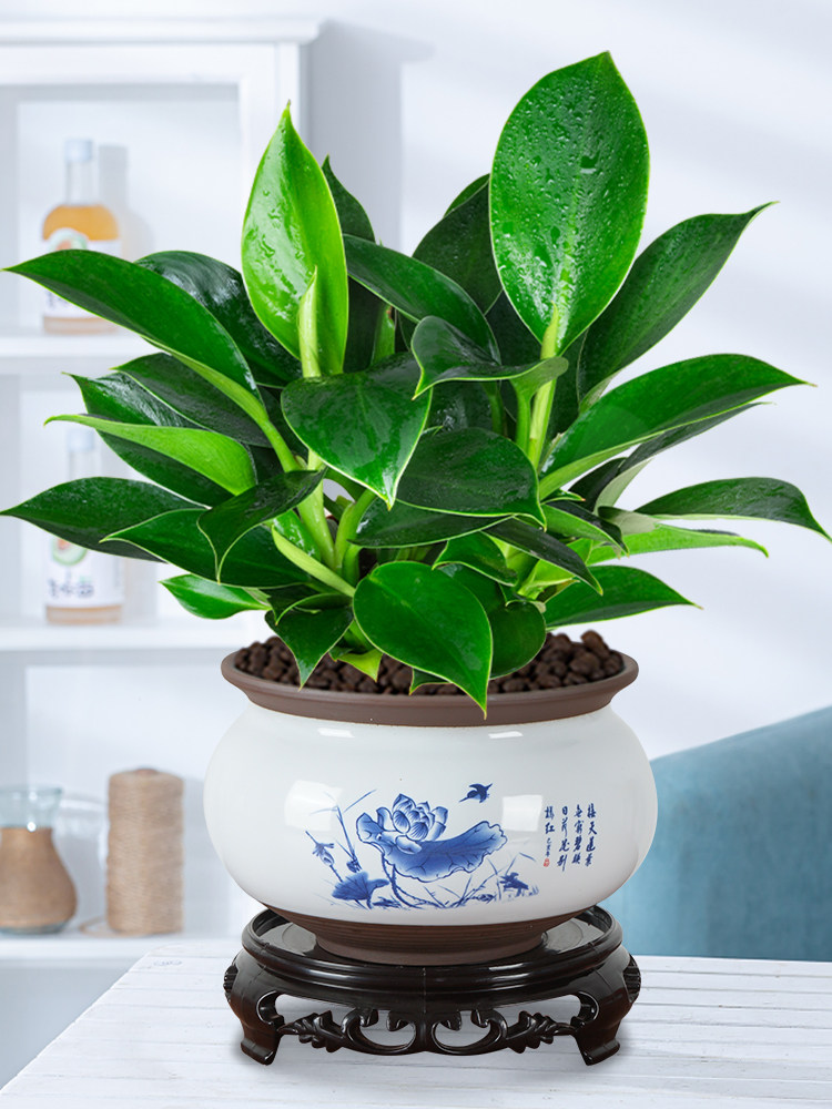 金钻盆栽水培植物办公室客厅好养四季花卉桌面绿植吸甲醛净化空气