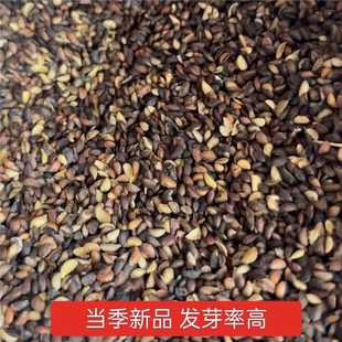 四川黄柏种子厚皮中药材超厚中草药大叶剥皮黄柏树当年新采