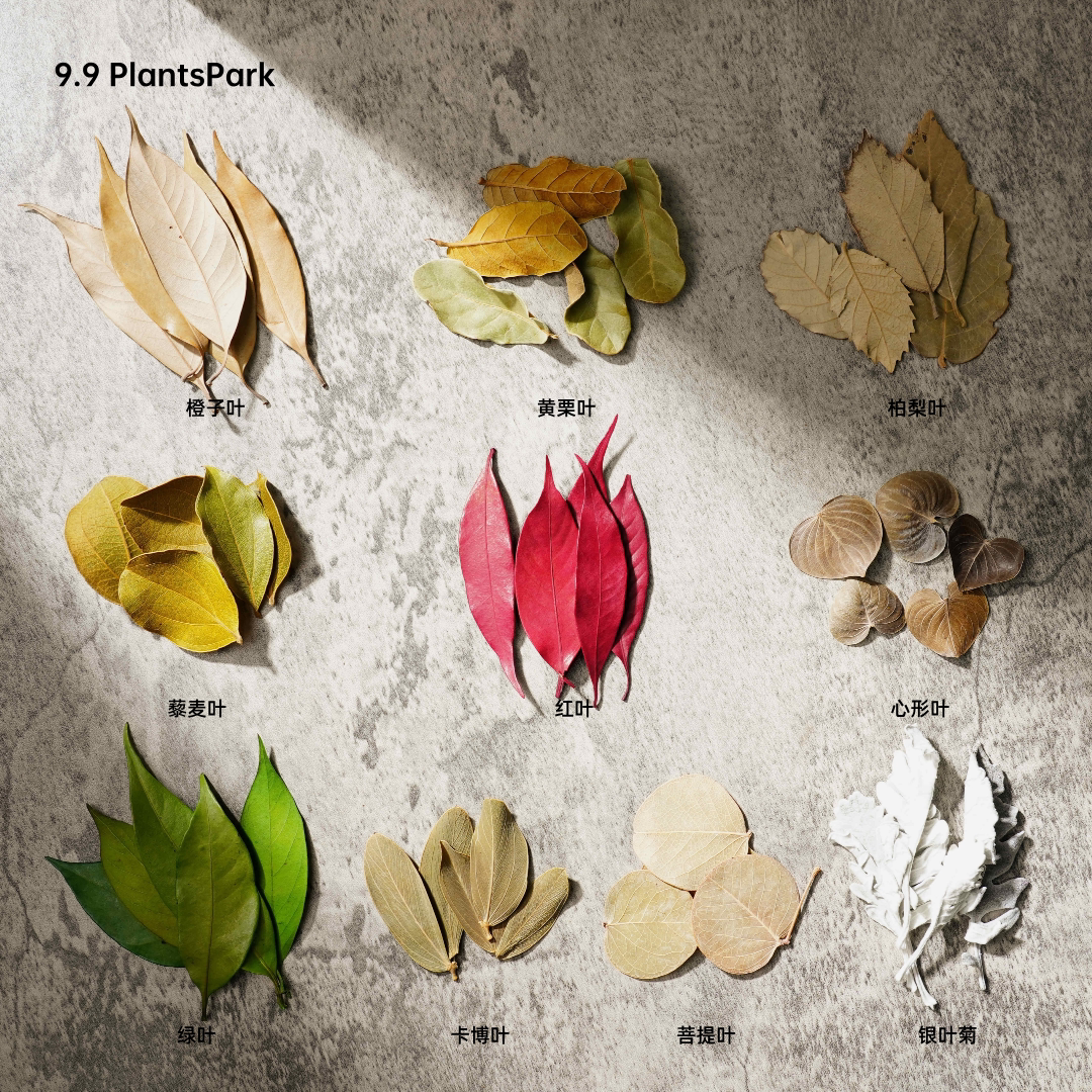 【干树叶】天然真树叶圆形柏梨叶菩提叶橱窗布置装饰干花标本叶子