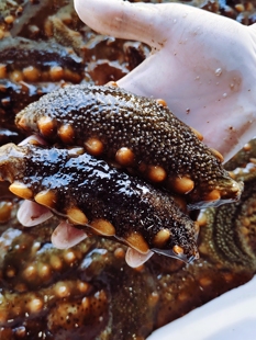 大连辽参1号即食海参野生海参刺参小船海参礼盒高端送礼滋补品