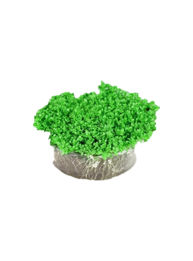 水草种子生态玻璃瓶真植物种籽