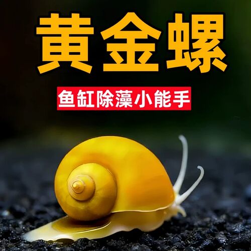 黄金螺淡水观赏螺除藻鱼缸清洁