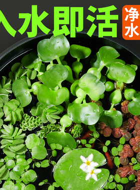 浮萍水草一叶莲鱼缸专用水培植物古法养鱼水葫芦水芙蓉圆心萍造景