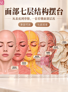 面部分层解剖亚克力摆台美容院皮肤管理咨询培训七层结构展示牌