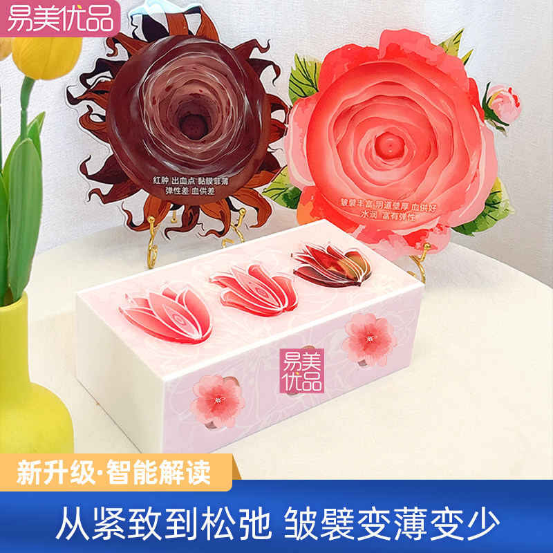 妇科产科科普仿真生殖教学模型