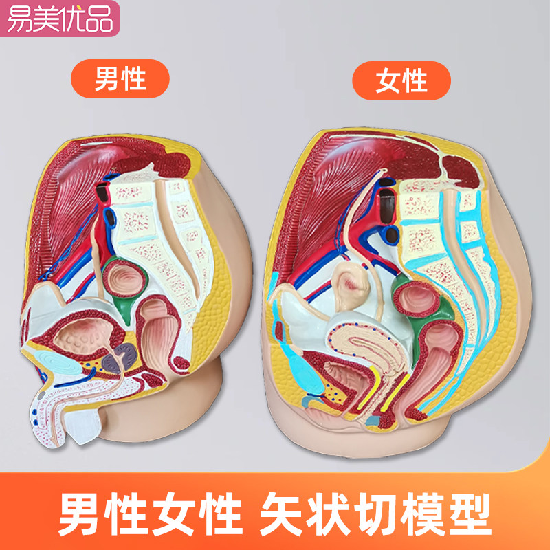男女性系统器官模型矢状摆件人体子宫骨盆泌尿仿真模具医学教学